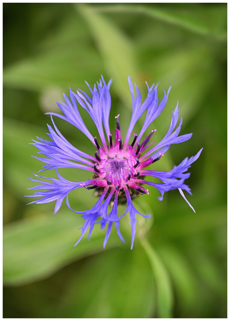 ZF1 1690 fine art prints 4 | Prints for sale