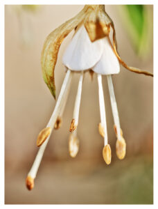 nature photo prints for sale 2 1 | Prints for sale